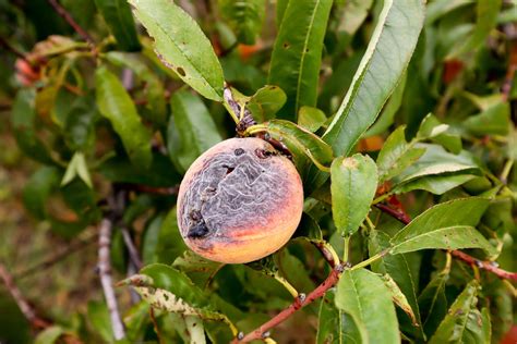 Los hongos y los insectos se adhieren a los árboles frutales. - Información