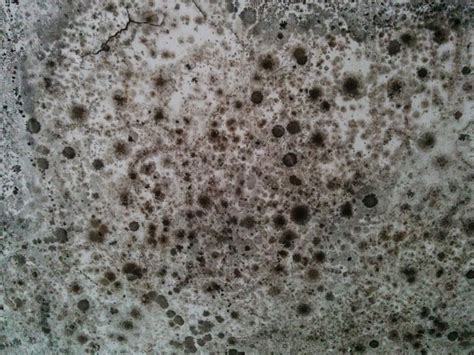 Damp & Mould Health Risks: The Effects & What You Can Do