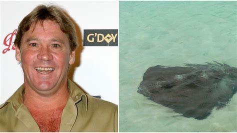 Giant Stingray Sighting In Florida Has People Reminiscing About Steve ...