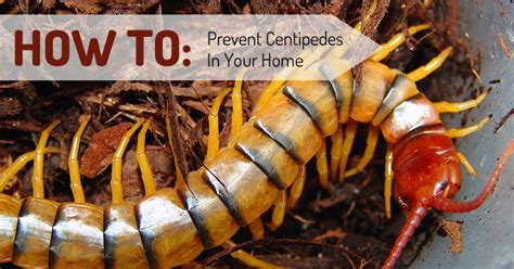 How to Prevent Centipedes from Entering Your Home! | Centipede ...