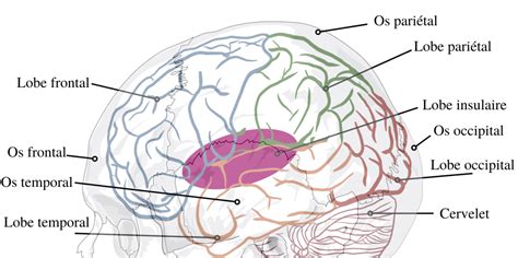 Anatomie du cerveau humain – Speechneurolab