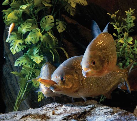 piranha | Description, Size, Diet, Habitat, & Facts | Britannica.com