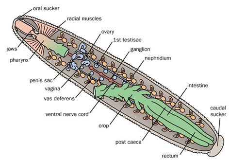 Leech anatomy. | Leech, Medicine, Pond life