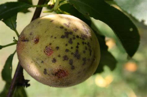 Peach has lots of black spots on skin | Walter Reeves: The Georgia Gardener