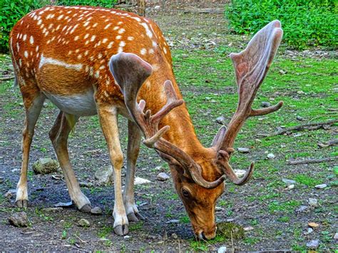 Spotted Deer with Antlers image - Free stock photo - Public Domain ...