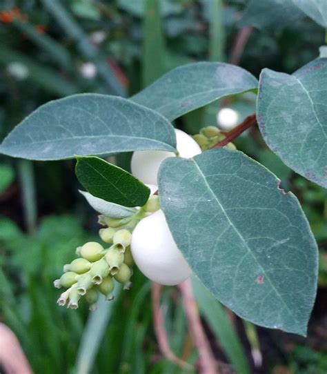 Symphoricarpos albus | Best in Horticulture