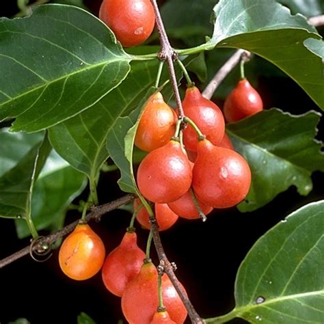 Lolly Berry (Salacia Chinensis) Plant