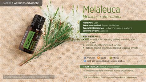 Melaleuca - Alchetron, The Free Social Encyclopedia