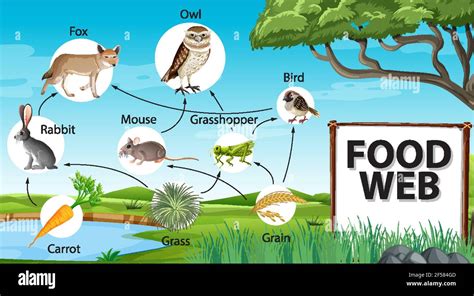 Food chain diagram concept on forest background illustration Stock ...