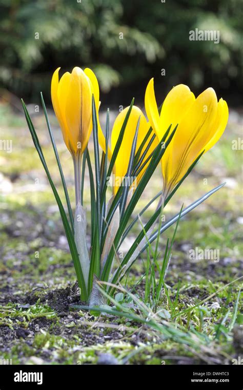 Yellow Crocus Stock Photo - Alamy