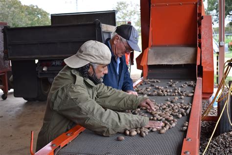 Texas Pecan Growers report good crop just in time for the holidays ...