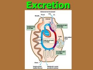 The types of wastes and the excretion process in the human | Science online