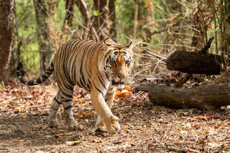 Top 5 reasons to visit Pench National Park for Tiger Safari