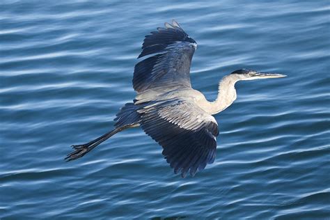 Great Blue Heron In Flight Photograph by Regina Williams