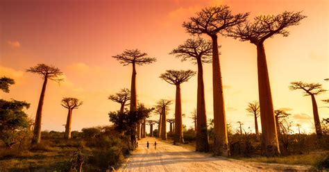 Madagascar Travel Guide: 8 Reasons to Visit | Intrepid Travel Blog