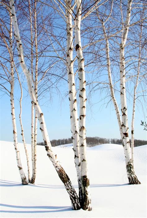 White Birch Trees, Birch Tree Art, Birch Tree Painting, Landscape Trees ...