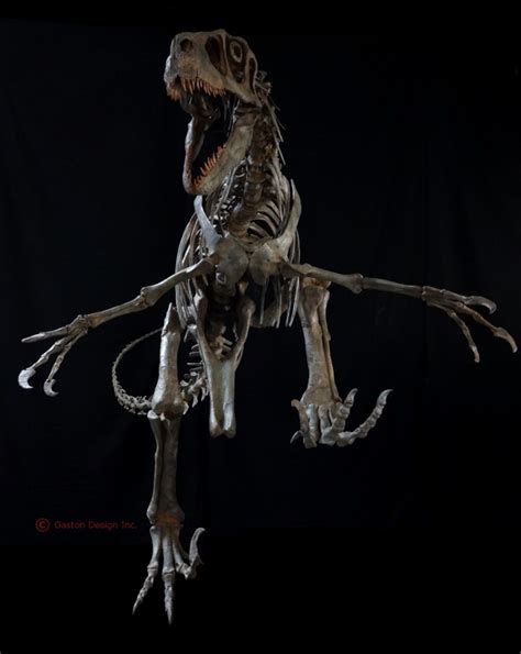 Utahraptor Skeleton | Gaston Design, Inc.