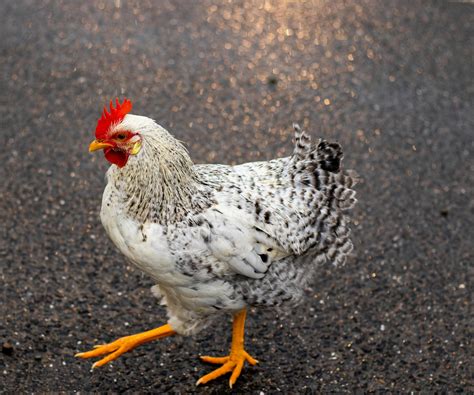 Foto De Primer Plano De Pollo Blanco Y Negro Sobre Asfalto · Fotos de ...