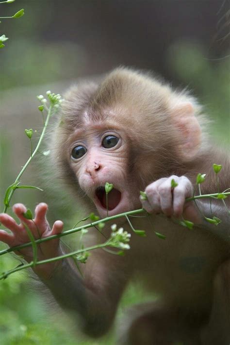 Monkeys are so expressive! | Cute animals, Cute baby animals, Cute monkey