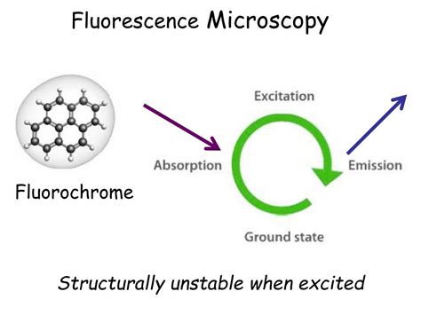 PPT - Fluorescence Microscopy Fluorescent molecule = fluorochrome ...