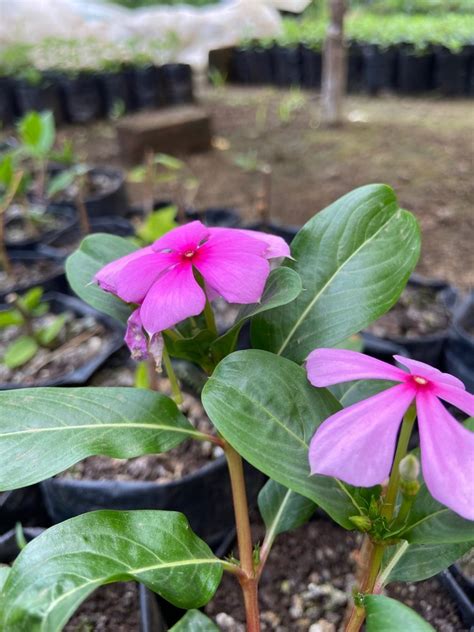 Catharanthus Roseus Plant at Rs 29/bag | Flowering Plant in Pune | ID ...