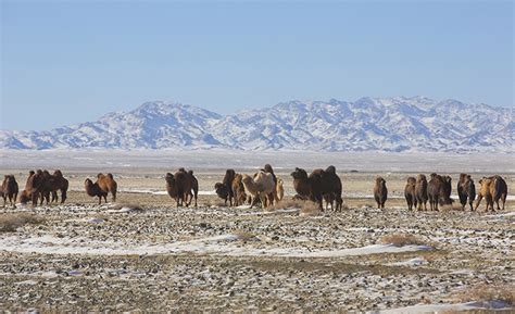 National Parks of Mongolia | Travel to Mongolian National Parks