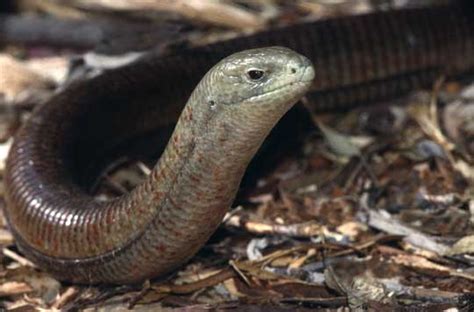 Awesome Animal - Legless Lizard - Stan C. Smith