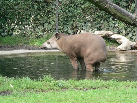 Tapir, The Animal Who Can Save Us From Global Warming