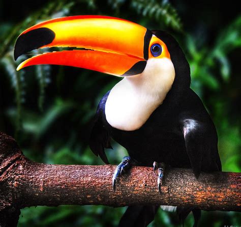 The colorful beak of Toucan bird