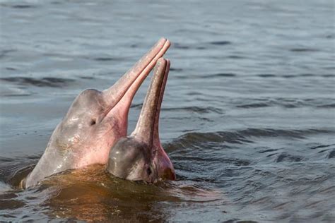 Interesting Facts about the Pink Dolphin of the Amazon ...