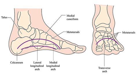 The Arches Of The Foot Longitudinal Transverse TeachMeAnatomy | 6b.u5ch.com