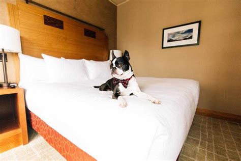 22 Best Pet-Friendly Hotels In Seattle