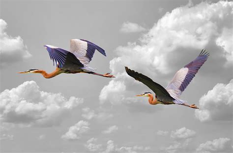 Great Blue Herons in Flight Photograph by Steven Michael - Fine Art America