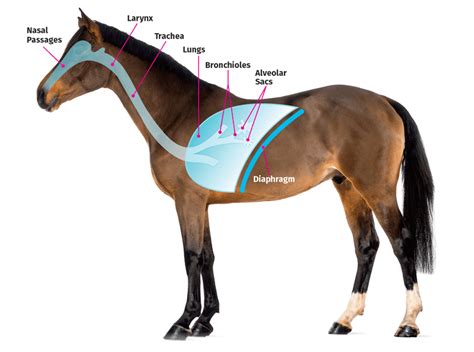 Understanding Equine Lungs Through Evolution - Vetline Equine - The ...