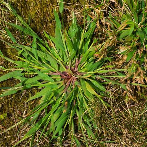 12 Types of Grass and Garden Weeds (How to Remove Them)