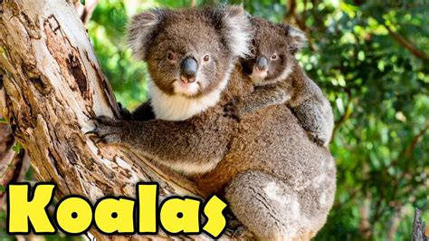 10 Koala Facts You Want to Know! (Cute & Funny Koalas video) - YouTube