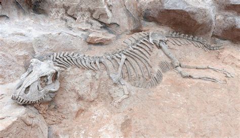 The First Dinosaur Fossils Were Found in the 1800's ~ The Hidden ...