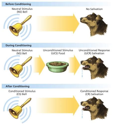 What Is The Pavlov Dog Experiment