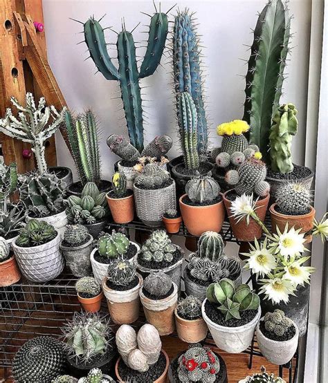 Indoor cactus garden goals #olivrahomedecor#terracotta#cactusworld # ...