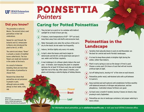 poinsettia care outdoors