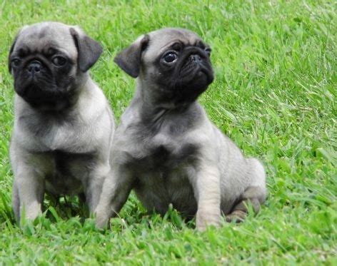 Cute Silver Pug Puppies