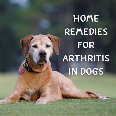 Arthritis in Dogs: Natural Home Remedies for Joint Pain - PetHelpful