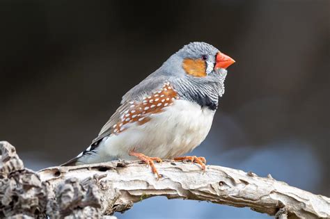 Finches can categorize colors | A Moment of Science - Indiana Public Media