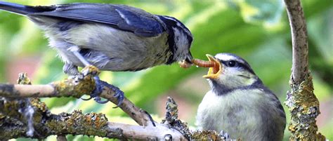 Insectivorous birds consume as much energy as NYC - The Wildlife Society