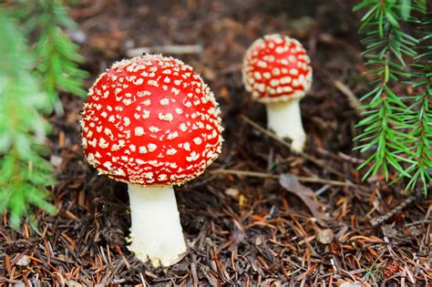 Toadstool Free Stock Photo - Public Domain Pictures