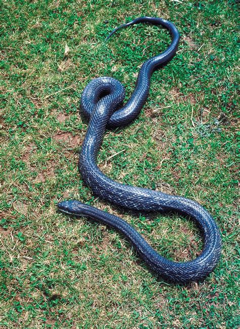 Rat snake | Diet, Habitat & Lifespan | Britannica