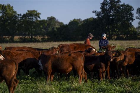 Are Grass-Fed Cows Actually Grass-Fed? Getting to the Truth - Tyner ...