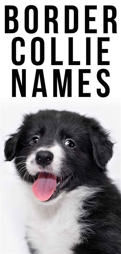 Border Collie Names - 350 Ideas Perfect For Clever Collies