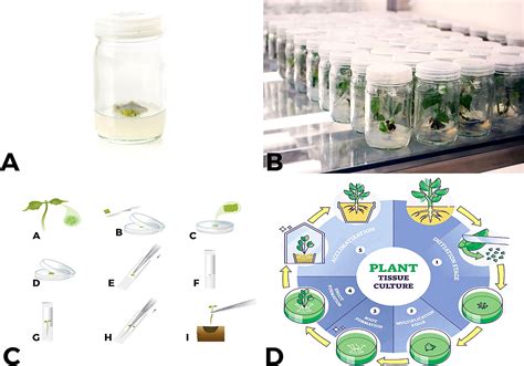 Frontiers | Plants in vitro propagation with its applications in food ...