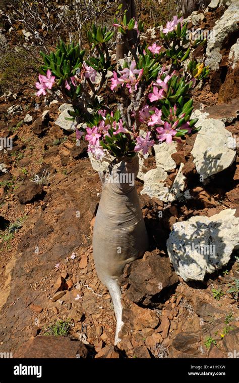 Socotra Desert Rose or Bottle Tree adenium obesum sokotranum Socotra ...